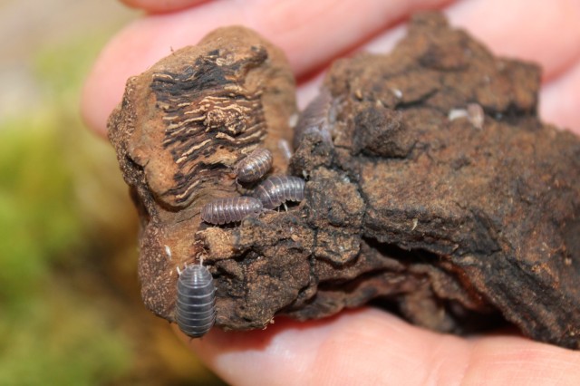 Four pill-bugs crawling on the edge of a piece of bark held in a person's hands